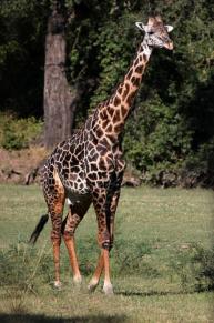 Thornicroft Giraffe